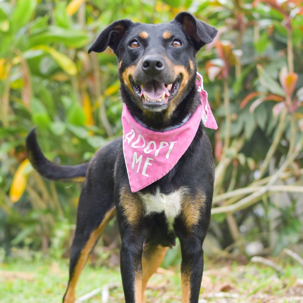 Photo of Dolly, adoptable Mixed Breed (Medium)