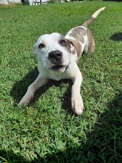 Photo of Bo Bojangles, adoptable Pit Bull Terrier in Rustburg, Virginia