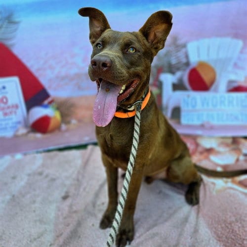 Photo of Dunson, adoptable Labrador Retriever in Long Beach, California