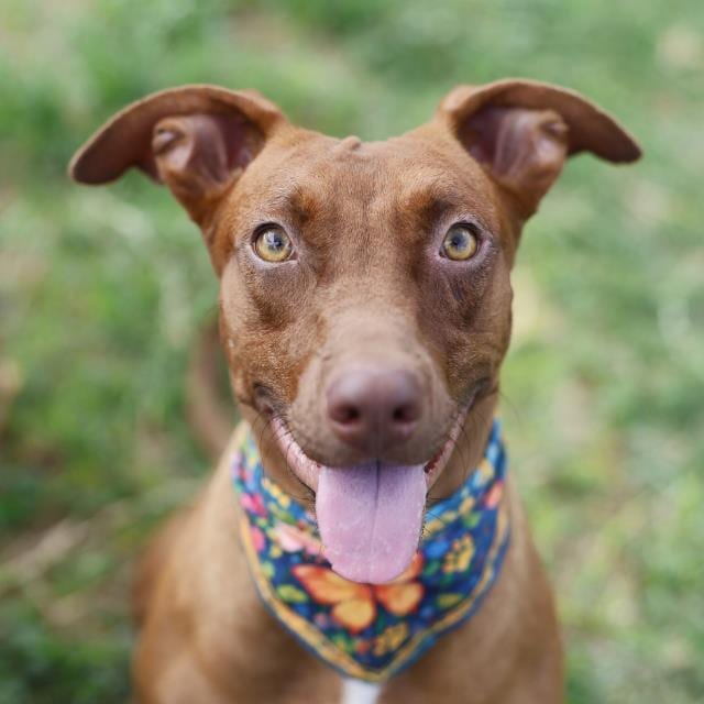 Photo of Hallie, adoptable dog in San Antonio, Texas