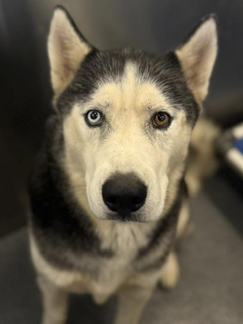 Photo of Saske, adoptable Siberian Husky in Dallas, Texas