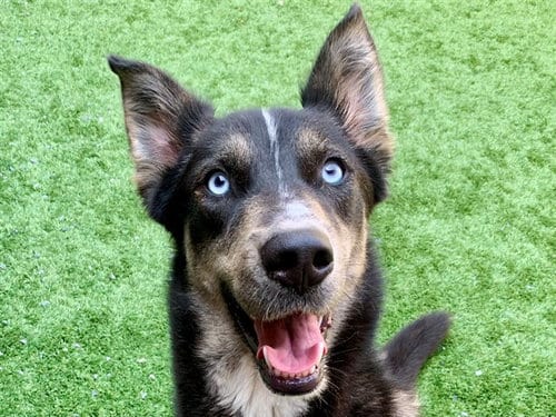 Photo of Chandra, adoptable Siberian Husky in Moreno Valley, California