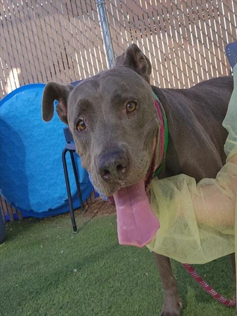 Photo of Chorus, adoptable American Pit Bull Terrier in Phoenix, Arizona