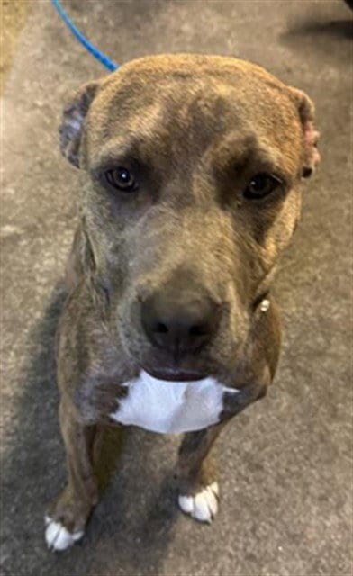 Photo of Faith, adoptable Pit Bull Terrier in Sacramento, California