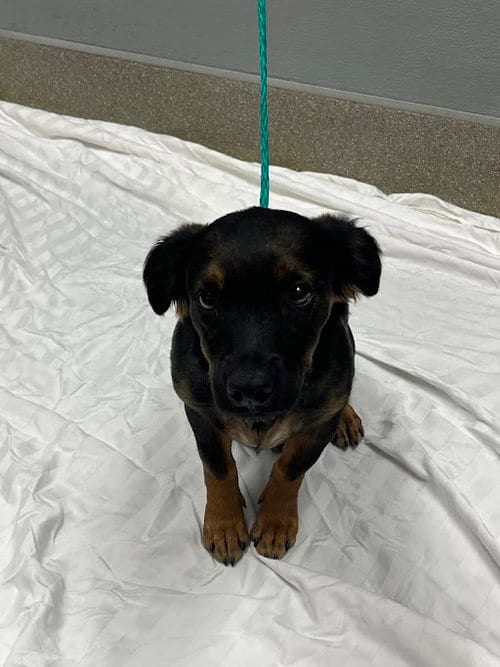 Photo of Lily Bug, adoptable German Shepherd Dog in Las Vegas, Nevada