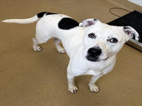 Photo of Junior Dog, adoptable American Pit Bull Terrier in Derwood, Maryland