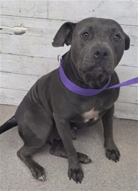 Photo of Jen, adoptable Pit Bull Terrier in San Bernardino, California