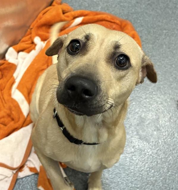 Photo of Potion, adoptable Mixed Breed