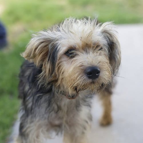 Photo of Lola, adoptable Terrier in San Antonio, Texas