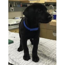 Photo of Stymie, adoptable Labrador Retriever in Jurupa Valley, California