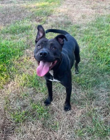 Photo of A521345, adoptable Pit Bull Terrier in Wilmington, North Carolina