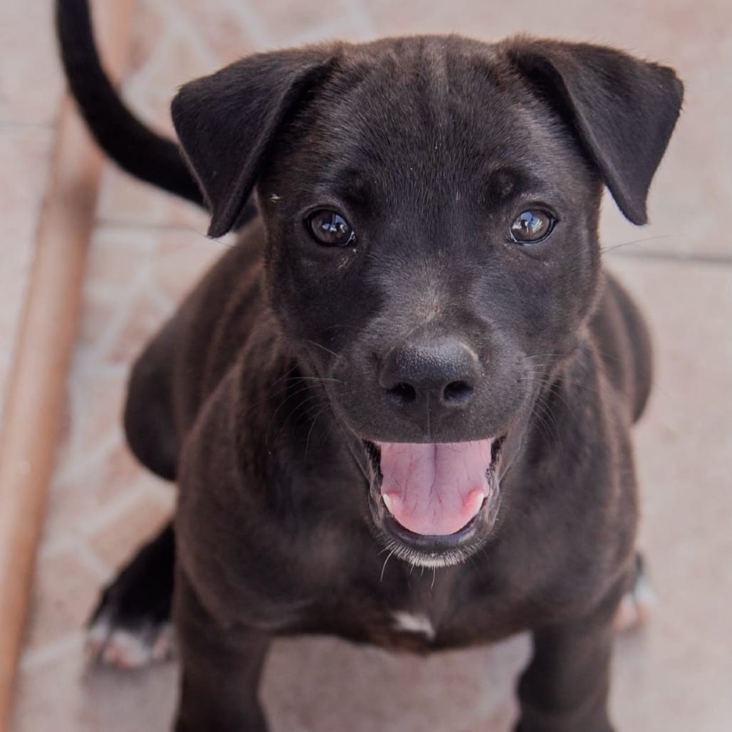 Photo of Night, adoptable Retriever, Labrador / Mix in Jefferson, New Jersey