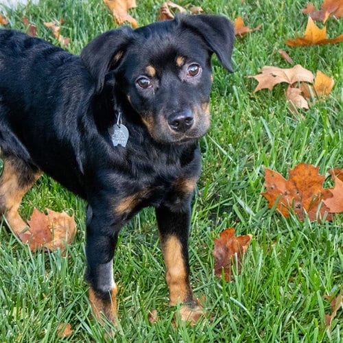 Photo of Timmy, adoptable Rottweiler in Maryland, Missouri