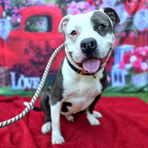 Photo of Rally, adoptable Pit Bull Terrier in Long Beach, California