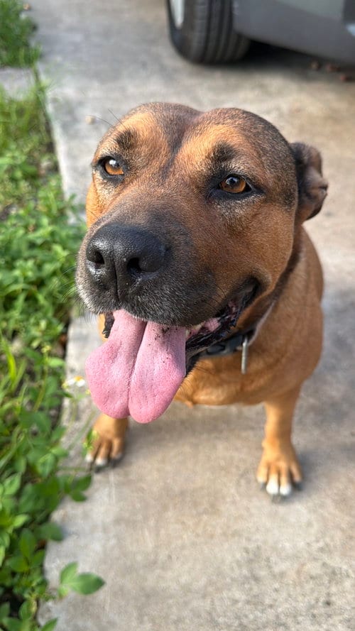 Photo of Roxy, adoptable Shepherd in Miami, Florida