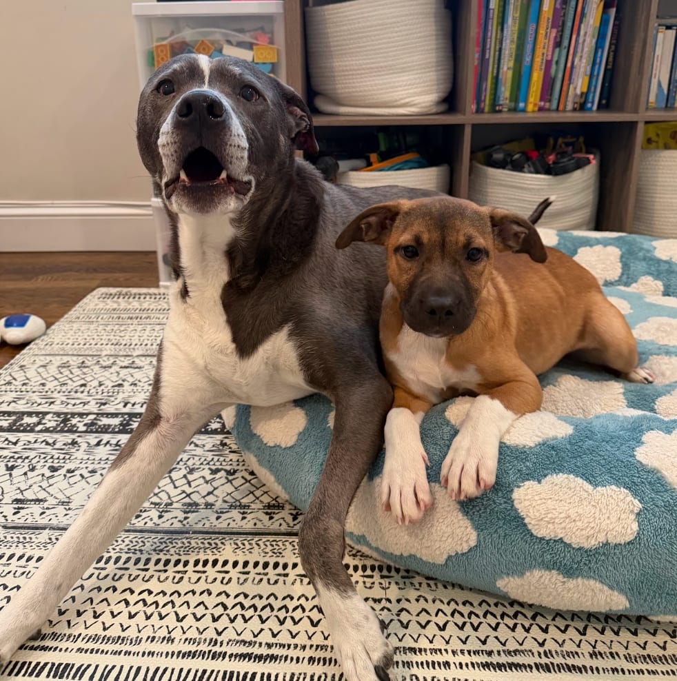 Photo of Pumpkin, adoptable Shepherds (All Types) in Brooklyn, New York