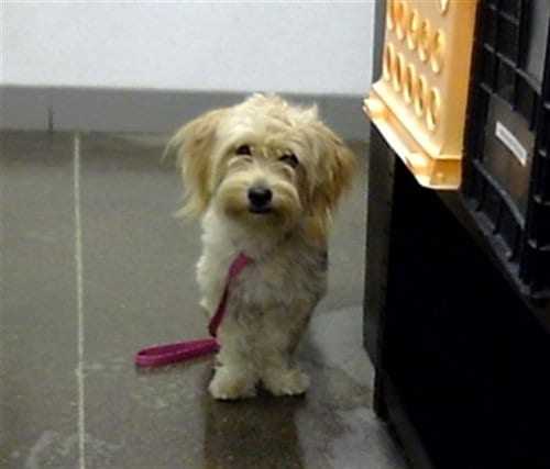 Photo of Daffodil, adoptable Miniature Schnauzer in Mesa, Arizona