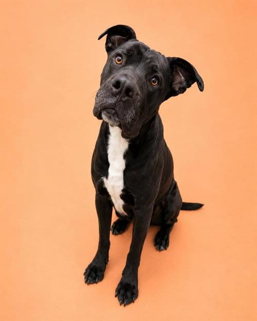 Photo of Waldo (Rescue Only), adoptable Pit Bull Terrier in HESPERIA, California