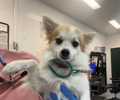 Photo of Bella, adoptable Pomeranian in Thousand Palms, California
