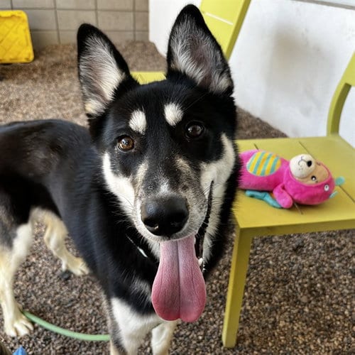 Photo of Tony Hawk, adoptable Siberian Husky in Mesa, Arizona