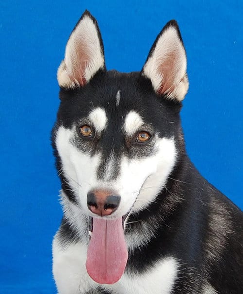 Photo of Nina, adoptable Siberian Husky in Pasadena, California