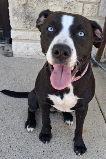Photo of Layla, adoptable Pit Bull Terrier in Killeen, Texas