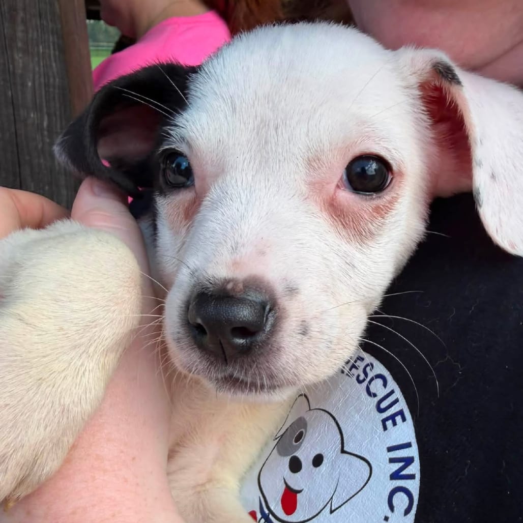 Photo of Coral, adoptable Mixed Breed (Medium) in Maryland, Maryland