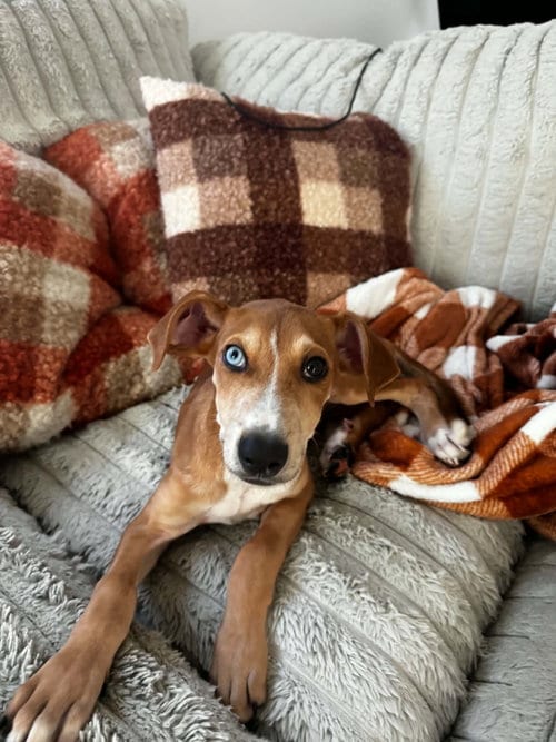 Photo of Penny - (P litter), adoptable Hound in Holly Springs, North Carolina