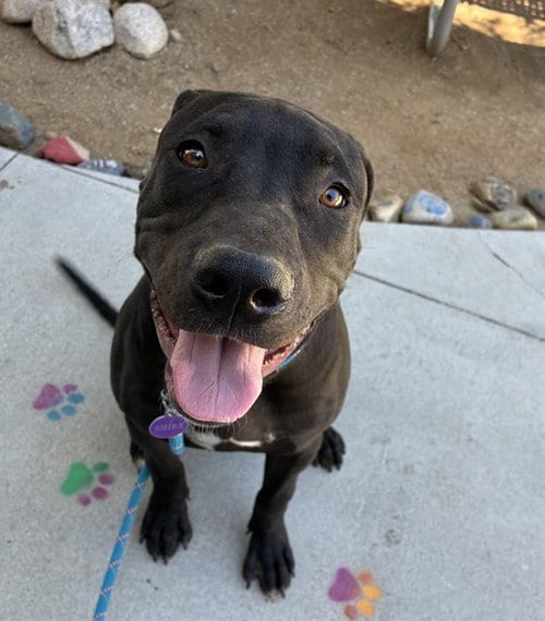 Photo of Zorro, adoptable Pit Bull Terrier in Riverside, California