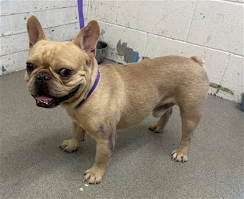 Photo of Zayn, adoptable French Bulldog in San Bernardino, California