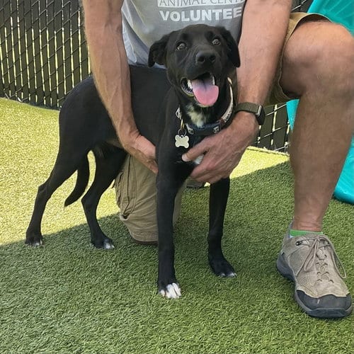 Photo of Demi, adoptable Unknown breed in Rancho Santa Fe, California