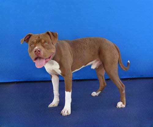 Photo of Resse, adoptable Pit Bull Terrier in Baldwin Park, California