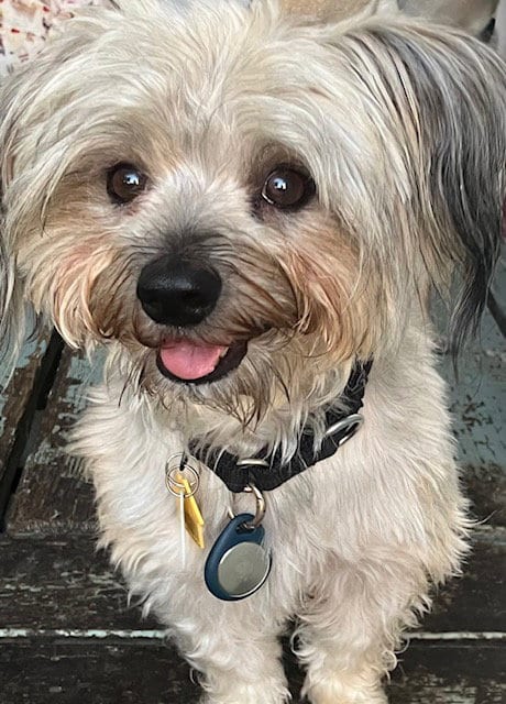 Photo of Simon, adoptable Havanese in Vancouver, Washington