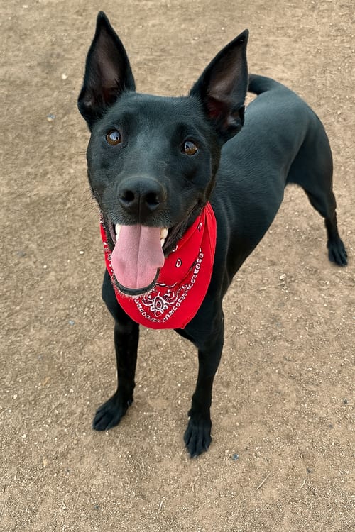 Photo of Frito, adoptable Labrador Retriever in Phoenix, Arizona