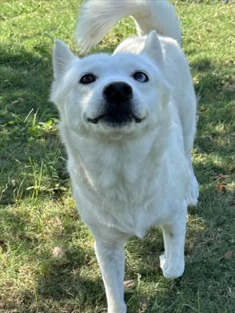Photo of Pawdrey Hepburn, adoptable Husky in Texas City, Texas