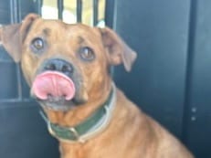 Photo of Glitter, adoptable dog in Georgetown, Texas