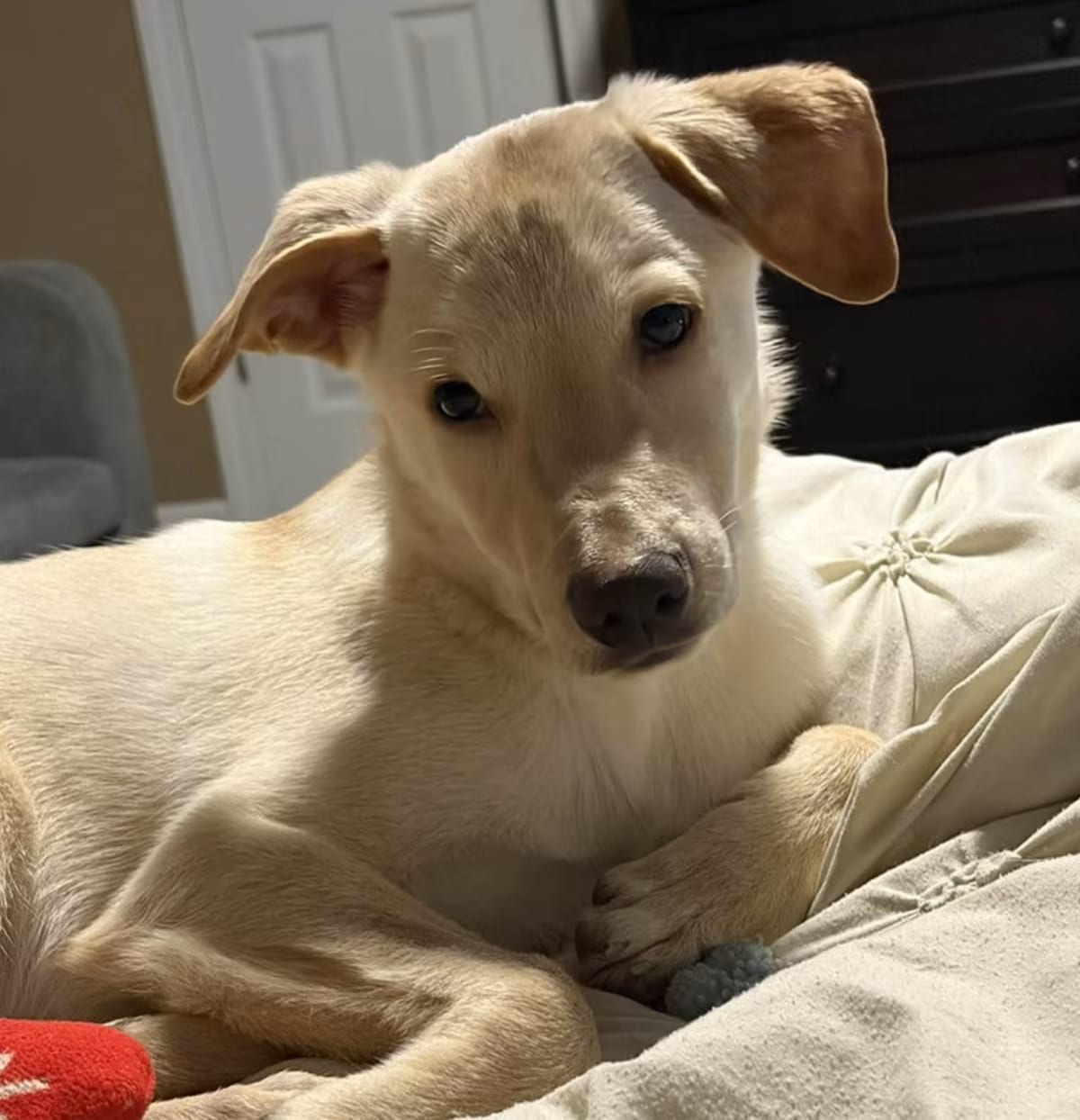 Photo of Nicky, adoptable Labrador Retriever in Wolcott, Connecticut