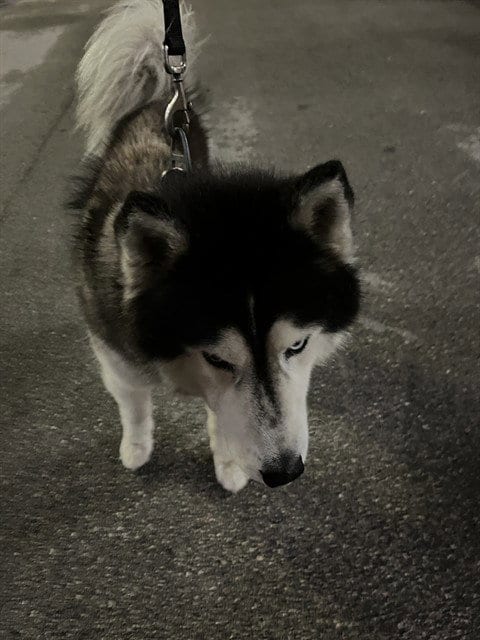 Photo of Loki, adoptable Siberian Husky in Miami, Florida