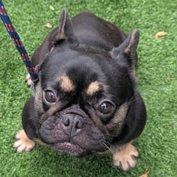Photo of Amara 9818, adoptable French Bulldog in Loxahatchee, Florida