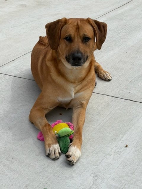 Photo of Rusty Dog, adoptable Rhodesian Ridgeback in Lancaster, Pennsylvania