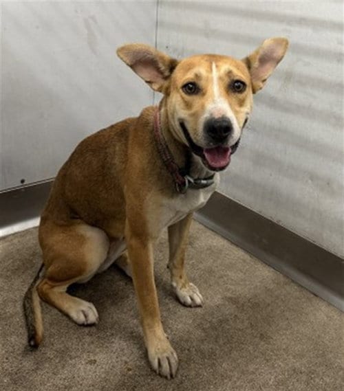 Photo of Cam, adoptable Pit Bull Terrier in San Bernardino, California