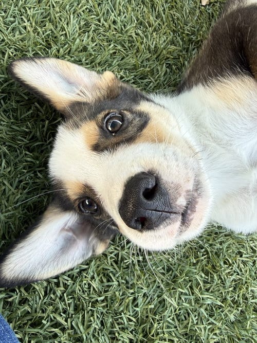 Photo of Raft, adoptable Terrier in Little Elm, Texas