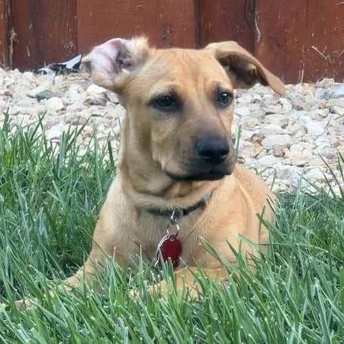 Photo of Lego Pup - Robo, adoptable Chihuahua in San Diego, California