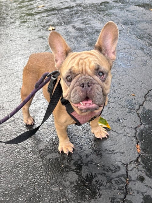 Photo of Nutmeg, adoptable French Bulldog in Margate, Florida