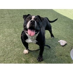 Photo of Ron, adoptable American Staffordshire Terrier in Chatsworth, California