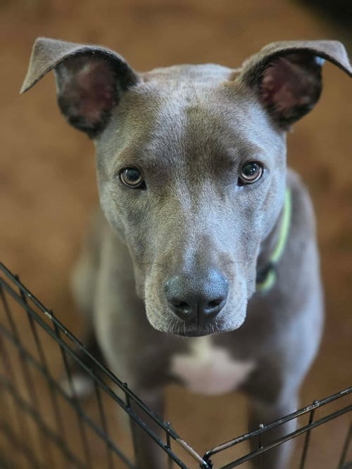 Photo of Rip, adoptable American Pit Bull Terrier in Robbinsdale, Minnesota