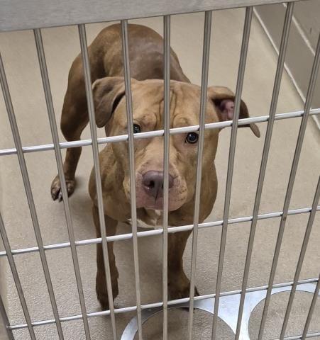 Photo of Mary, adoptable Pit Bull Terrier in Decatur, Illinois