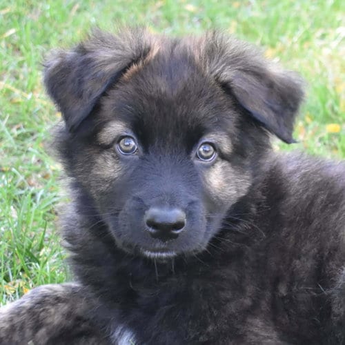 Photo of Yellowstone, adoptable Shepherd in Normal, Illinois