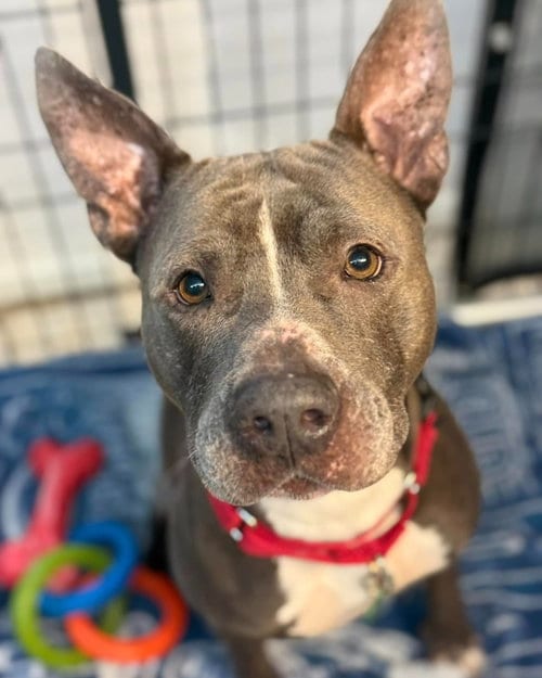 Photo of Onyx, adoptable Pit Bull Terrier in Pompano Beach, Florida