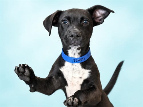 Photo of Tango, adoptable Labrador Retriever in Ft Lauderdale, Florida